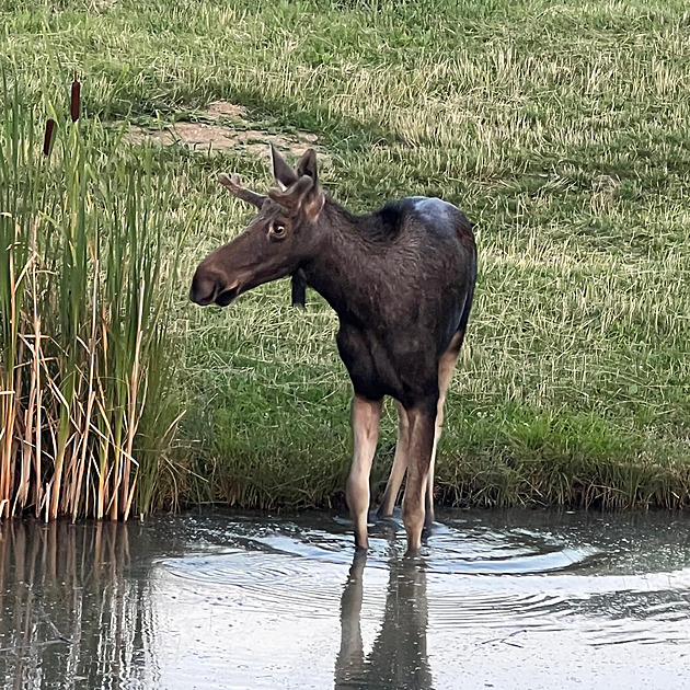 Los Emil překročil znovu Dunaj. Nachází se mezi Vídní a Salcburkem