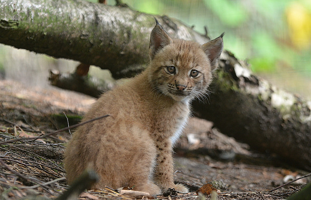 Samce až příliš utlumila antikoncepce, mládě rysa mají v Děčíně po pěti letech