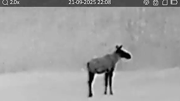 Po Emilovi přichází Lukáš. Myslivci u Hradce natočili mládě losa, mířilo na jih