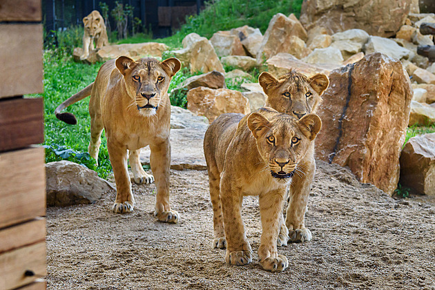 Půl hektaru pro lvy ve Zlíně. Pro chov i pro ty z množíren roztomilých koťat