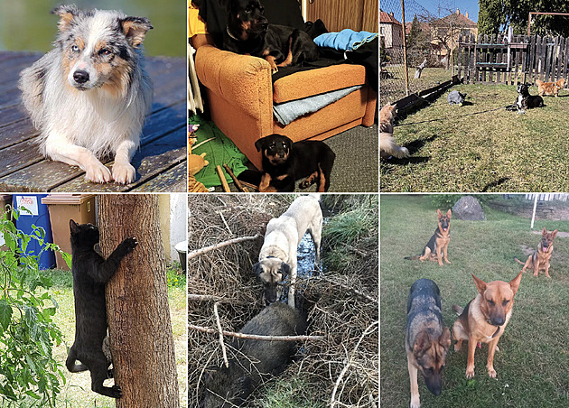 Známe nejroztomilejší mazlíčky září, kteří vyhráli kvalitní značkové granule