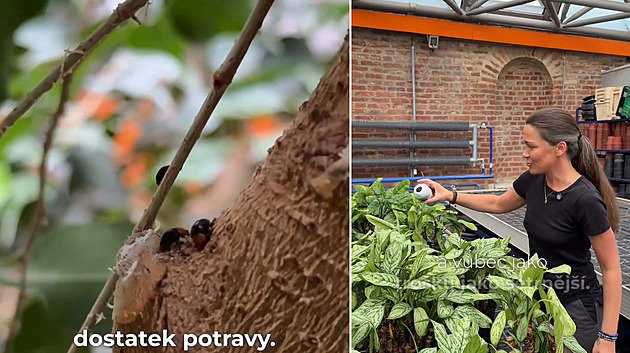 Pražský hrad napadli škůdci. Biologická ochrana nasadila komando berušek