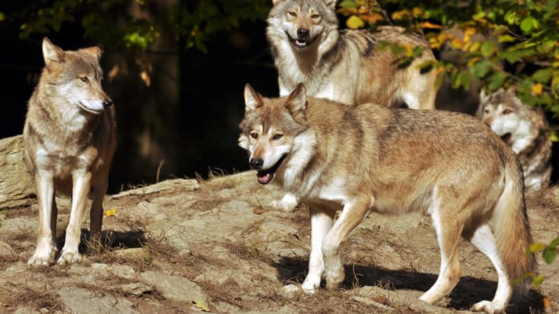 Vlci se čím dál častěji objevují v našem vnitrozemí. Vliv má i přemnožení spárkaté zvěře