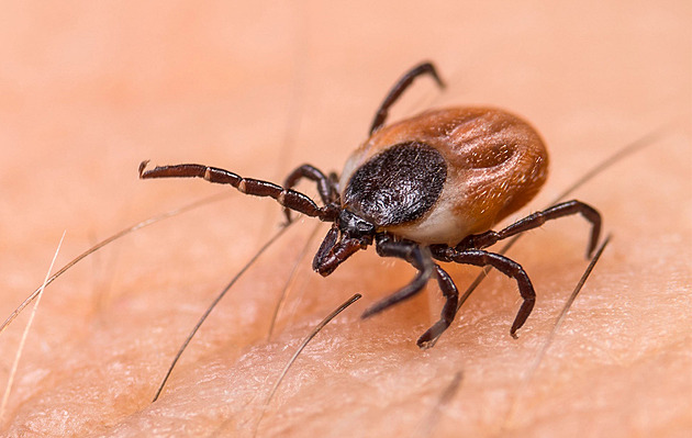 Nemoci od klíšťat lámou rekordy. Pacientů je dvakrát víc než v minulých letech