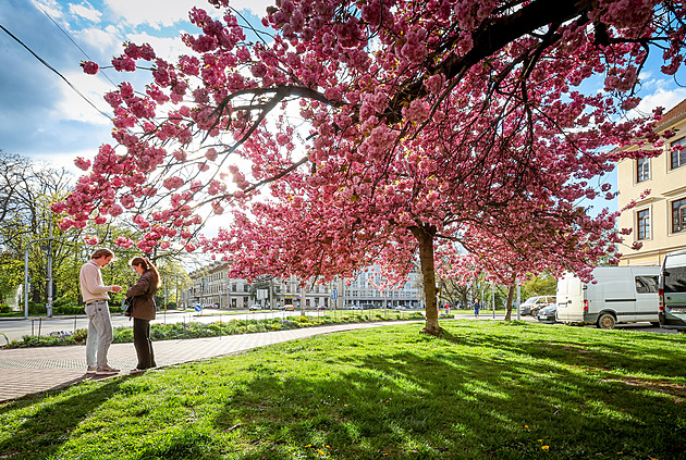 Kam vyrazit pro polibek pod rozkvetlou třešní? Letos nejlépe do kopců