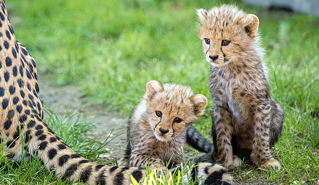 Malí olomoučtí gepardi už dovádějí ve výběhu. Zoo prozradila, kdy je lze vidět